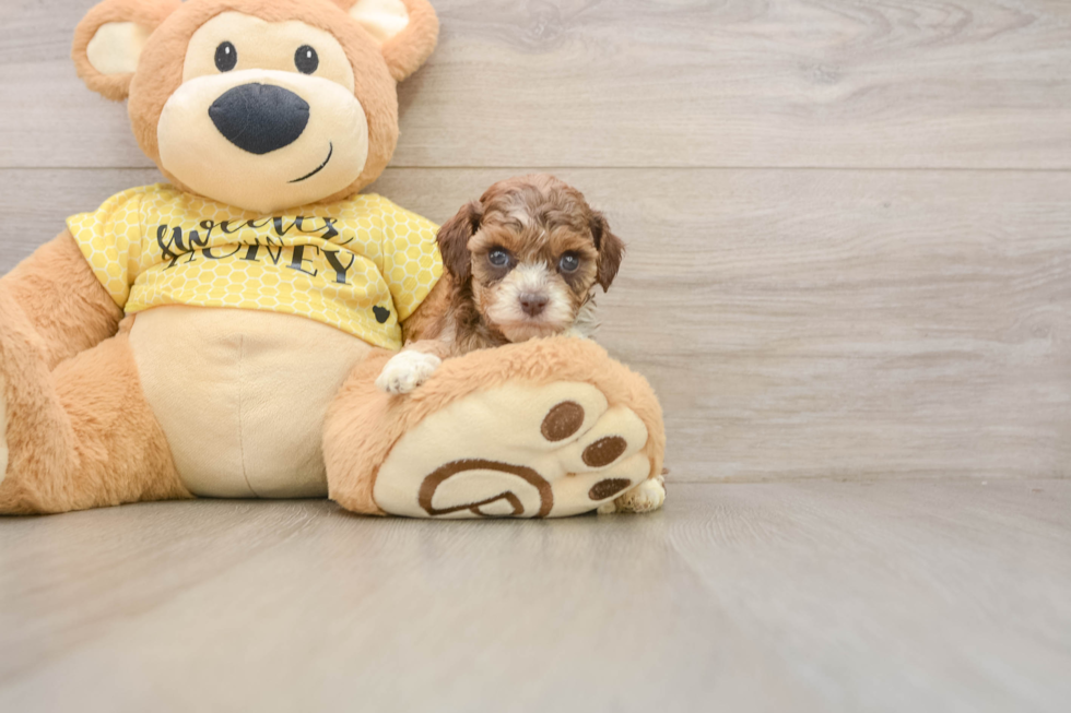 Smart Cavapoo Poodle Mix Pup