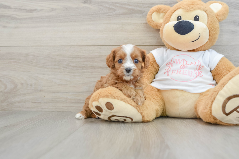 6 week old Cavapoo Puppy For Sale - Florida Fur Babies