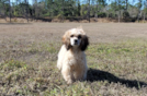 Cute Cavoodle Poodle Mix Puppy