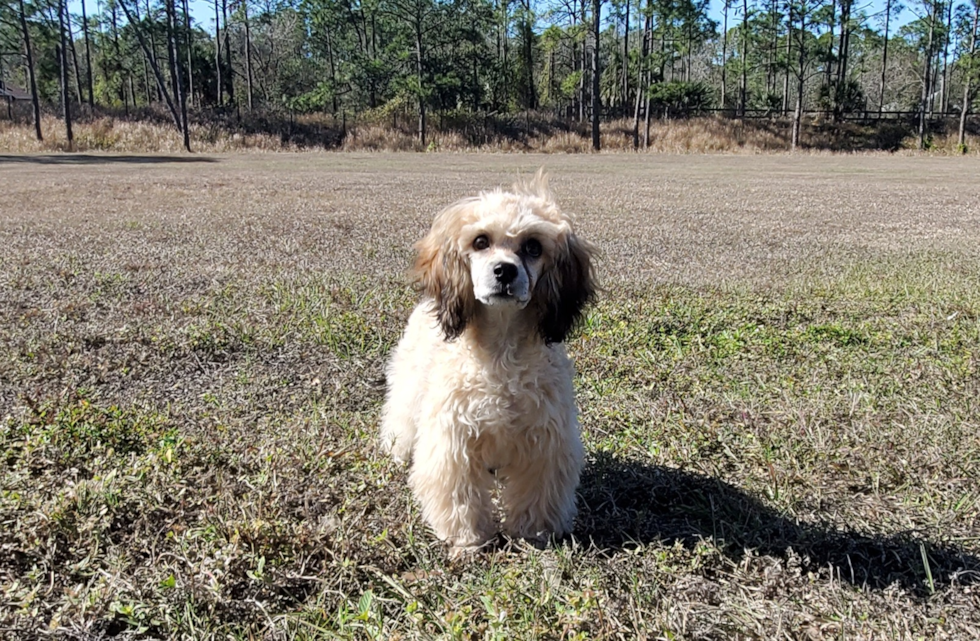 Cute Cavoodle Poodle Mix Puppy