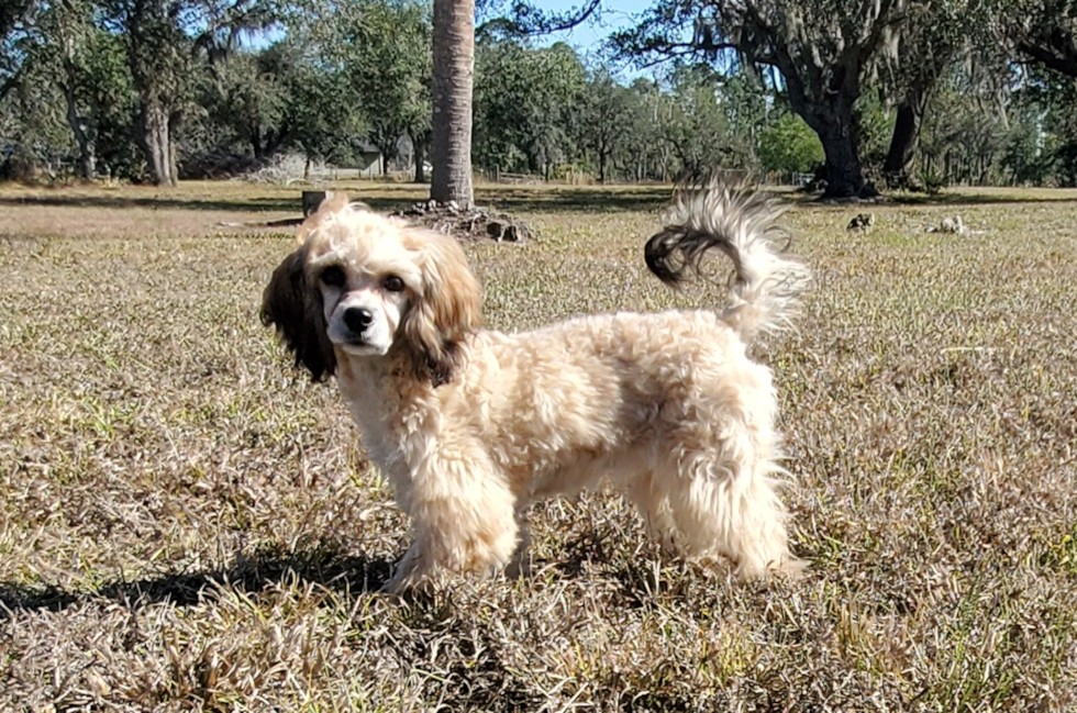 Cute Cavapoo Baby