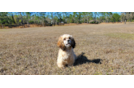 Cute Cavoodle Poodle Mix Puppy