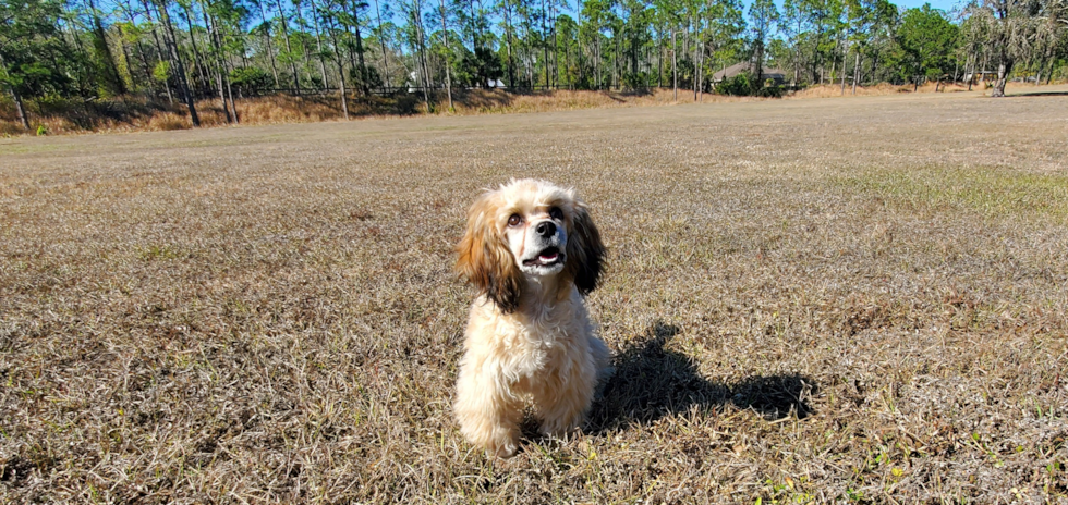 Cute Cavoodle Poodle Mix Puppy