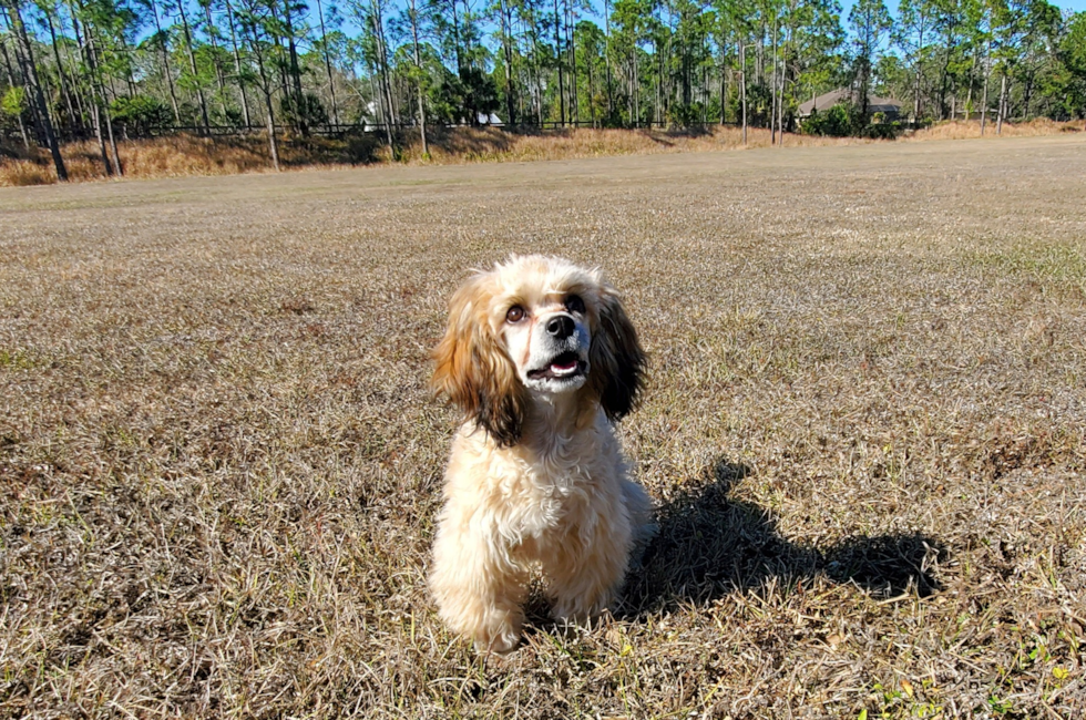 23 week old Cavapoo Puppy For Sale - Florida Fur Babies