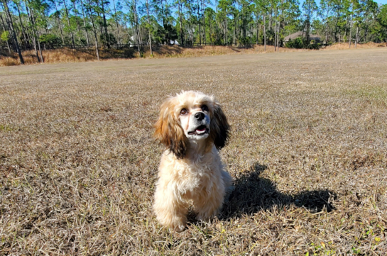 Happy Cavapoo Baby