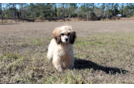 Best Cavapoo Baby