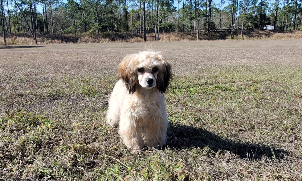 Best Cavapoo Baby