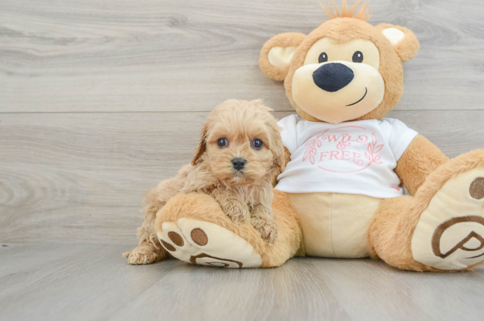 6 week old Cavapoo Puppy For Sale - Florida Fur Babies