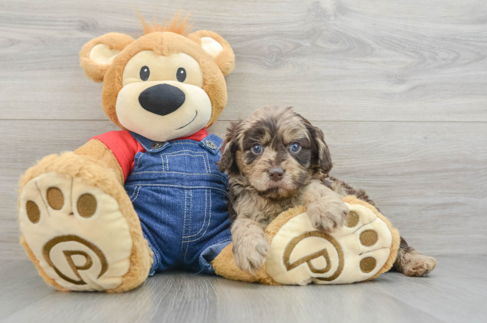 5 week old Cavapoo Puppy For Sale - Florida Fur Babies