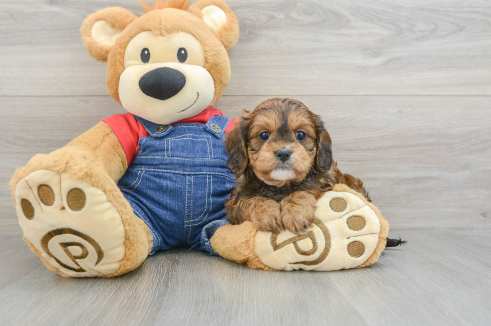 6 week old Cavapoo Puppy For Sale - Florida Fur Babies