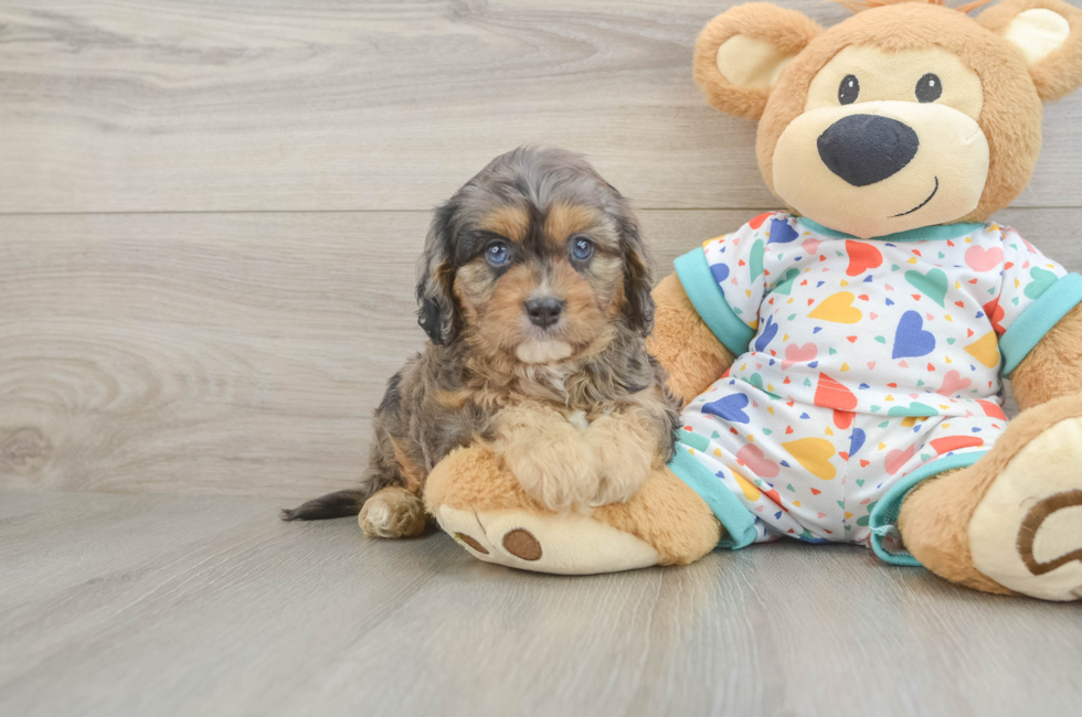 5 week old Cavapoo Puppy For Sale - Florida Fur Babies
