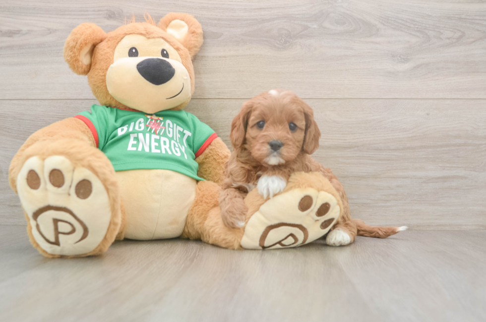 5 week old Cavapoo Puppy For Sale - Florida Fur Babies