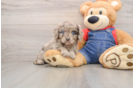 Hypoallergenic Cavadoodle Poodle Mix Puppy