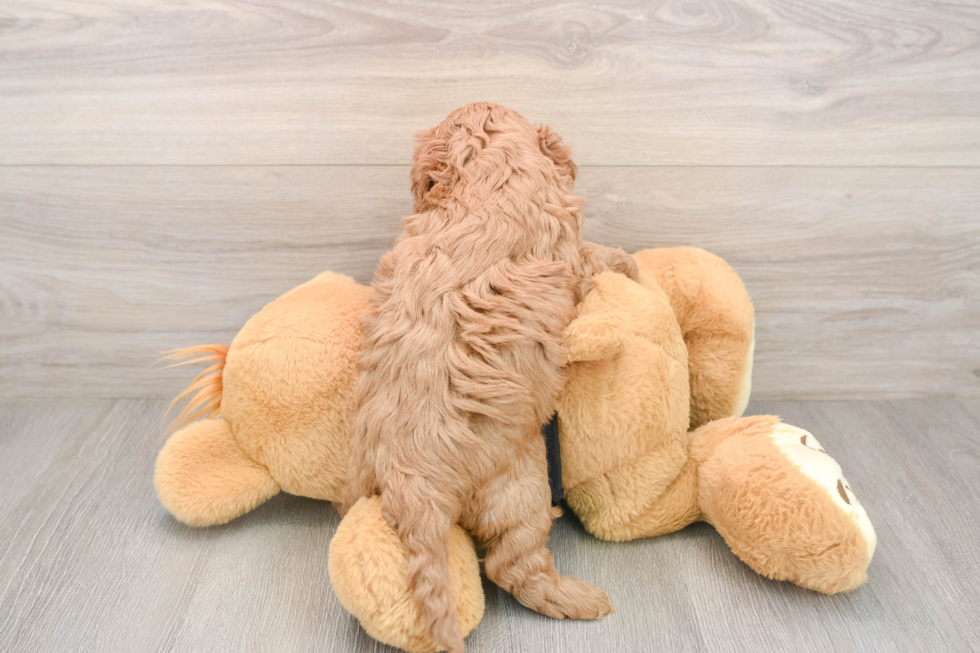 Cavapoo Puppy for Adoption