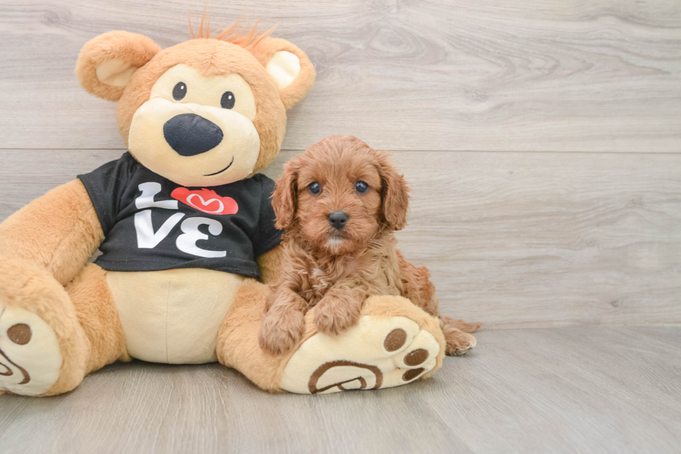 Cavapoo Pup Being Cute