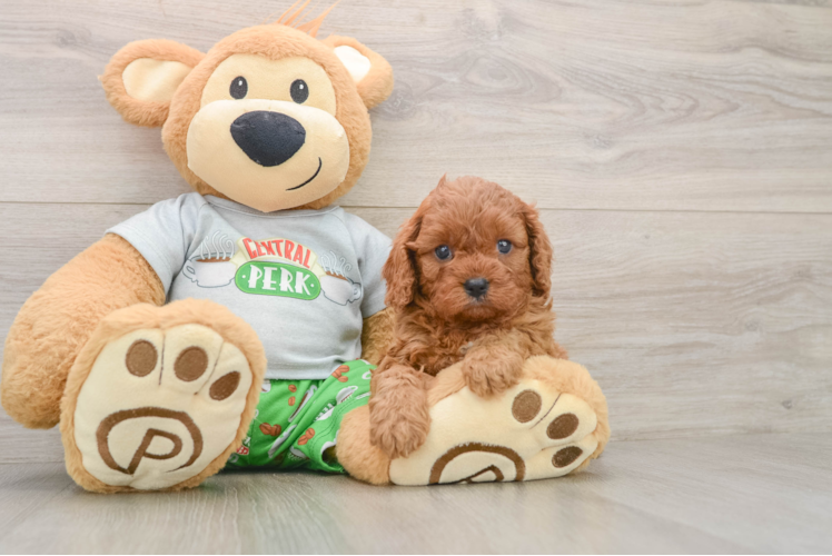 Cute Cavapoo Baby