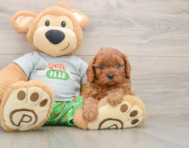 7 week old Cavapoo Puppy For Sale - Florida Fur Babies