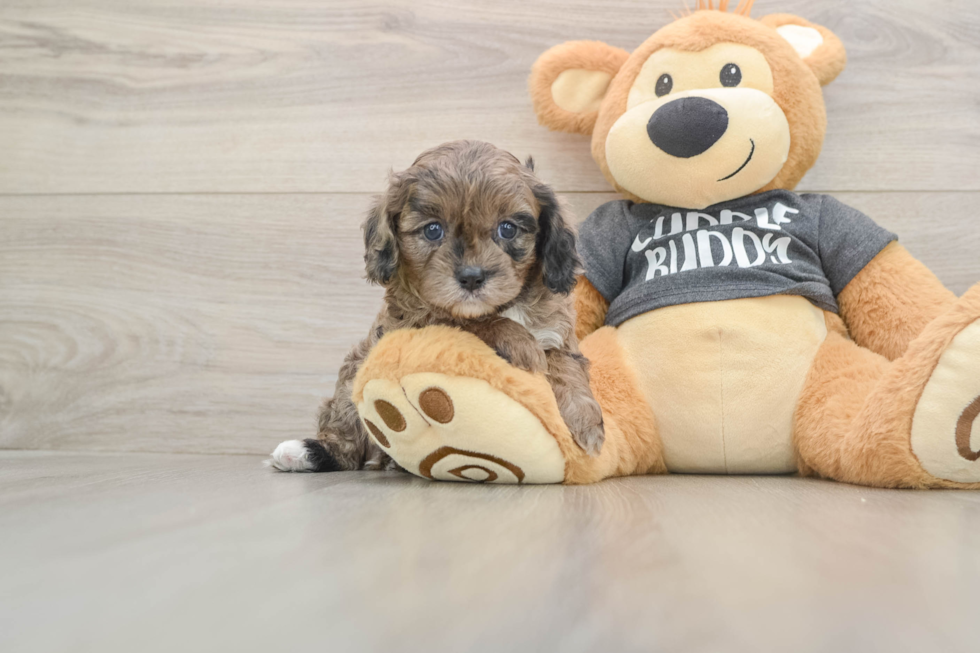 Little Cavipoo Poodle Mix Puppy