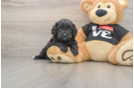 Best Cavapoo Baby