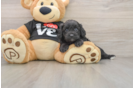 Hypoallergenic Cavadoodle Poodle Mix Puppy