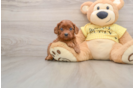 Happy Cavapoo Baby
