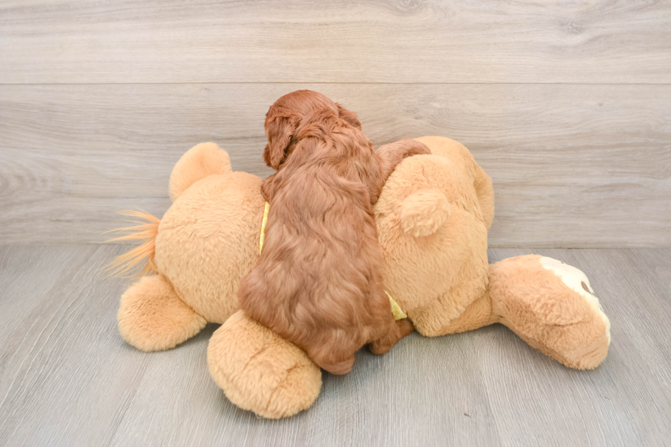 Small Cavapoo Baby