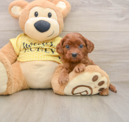 7 week old Cavapoo Puppy For Sale - Florida Fur Babies