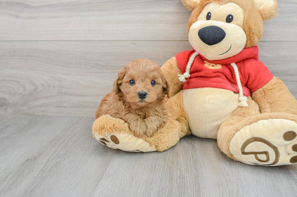 6 week old Cavapoo Puppy For Sale - Florida Fur Babies