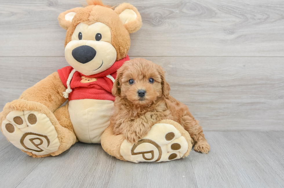 6 week old Cavapoo Puppy For Sale - Florida Fur Babies