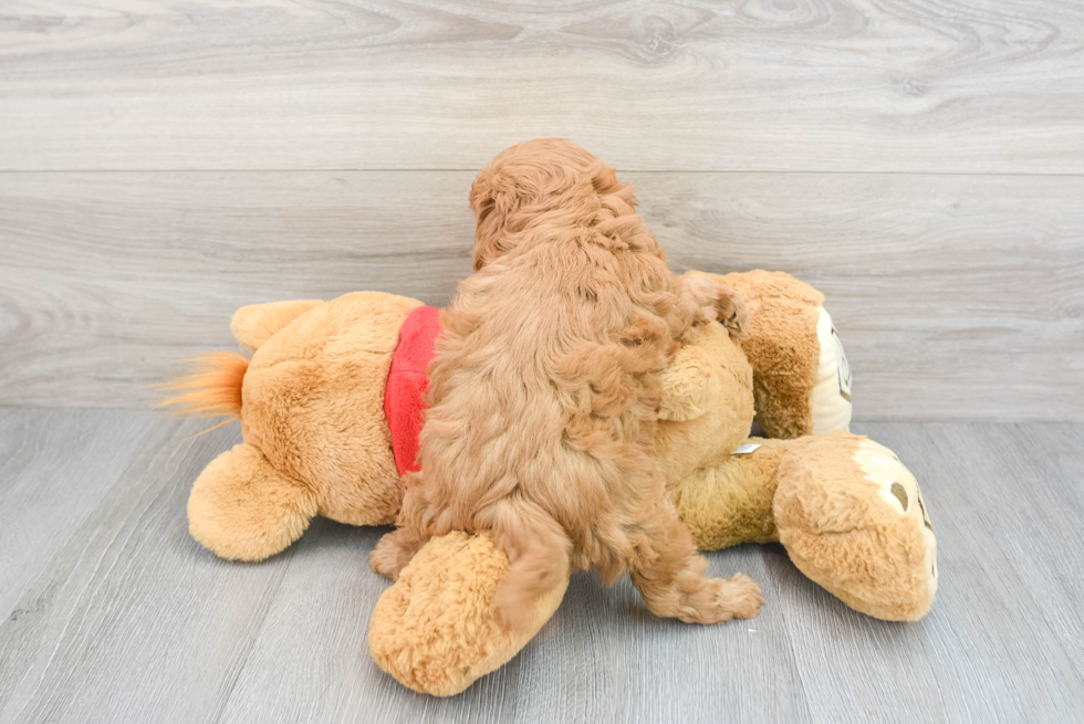 Smart Cavapoo Poodle Mix Pup