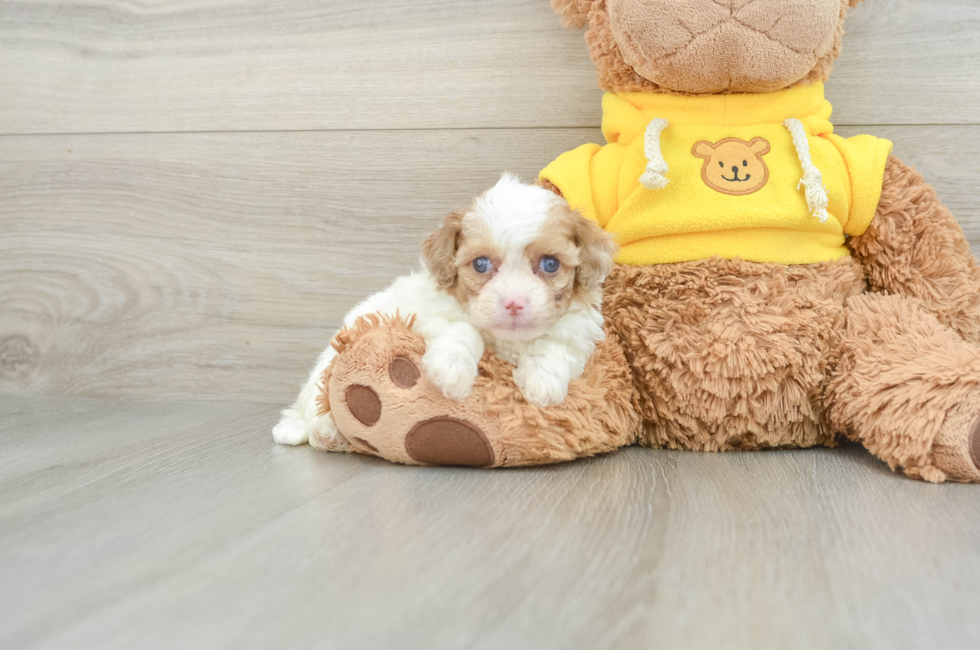 6 week old Cavapoo Puppy For Sale - Florida Fur Babies