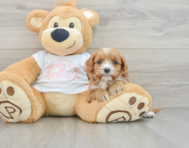 8 week old Cavapoo Puppy For Sale - Florida Fur Babies