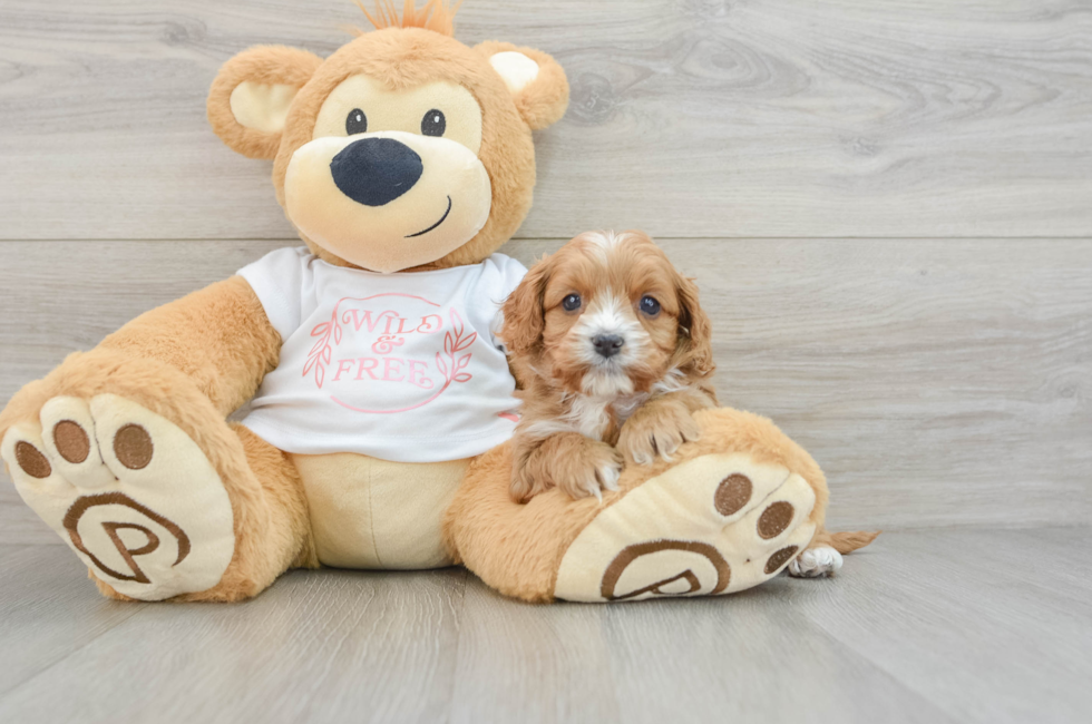 6 week old Cavapoo Puppy For Sale - Florida Fur Babies