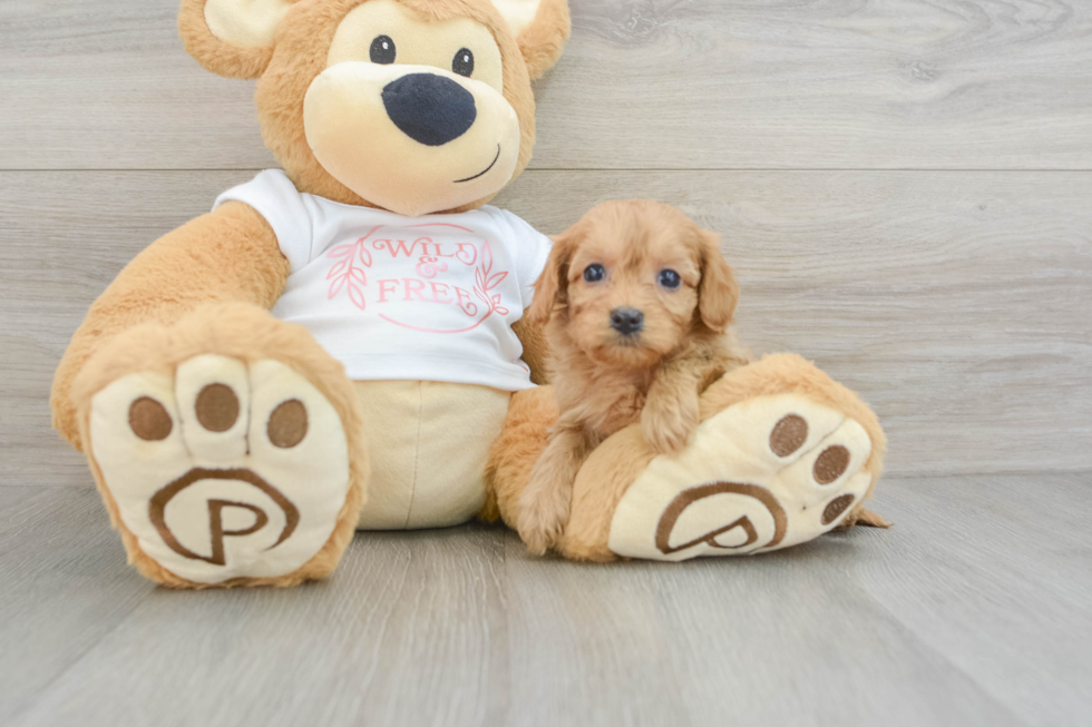 Best Cavapoo Baby