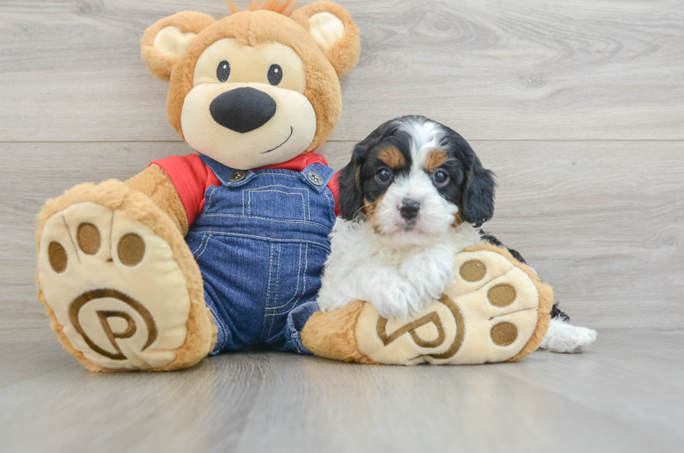 6 week old Cavapoo Puppy For Sale - Florida Fur Babies