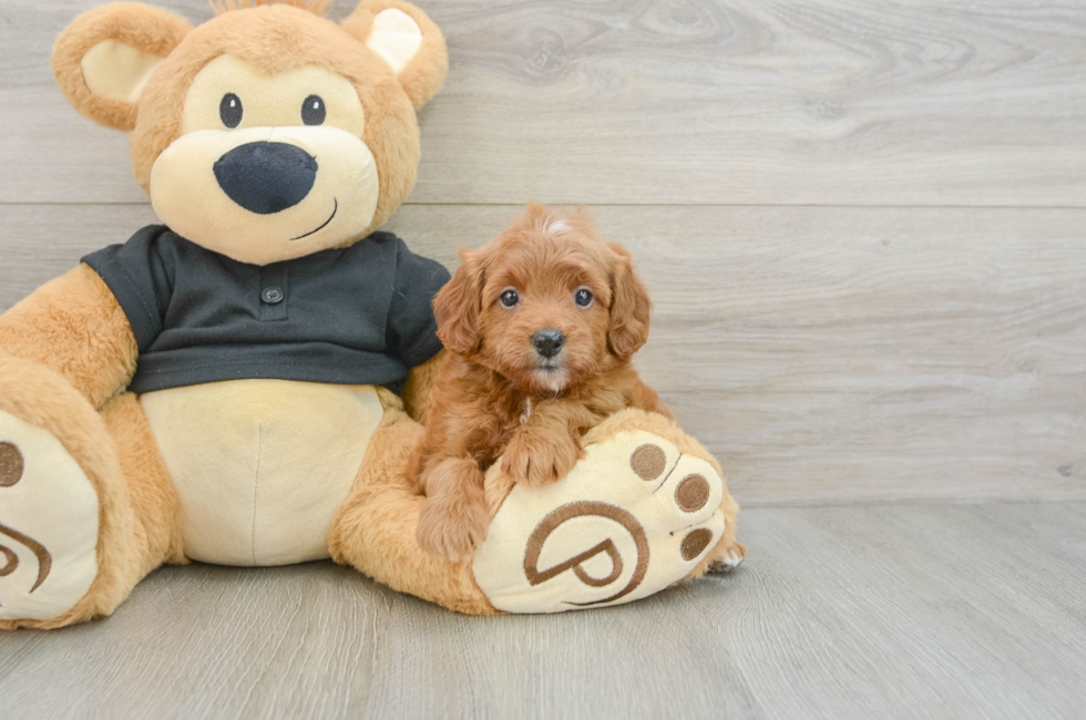 6 week old Cavapoo Puppy For Sale - Florida Fur Babies
