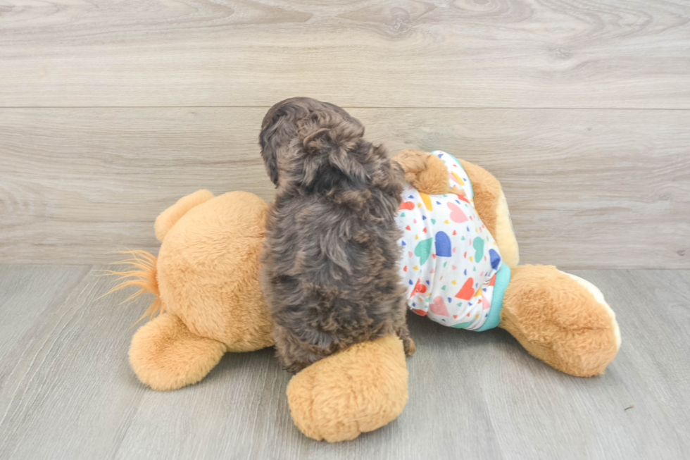 Best Cavapoo Baby
