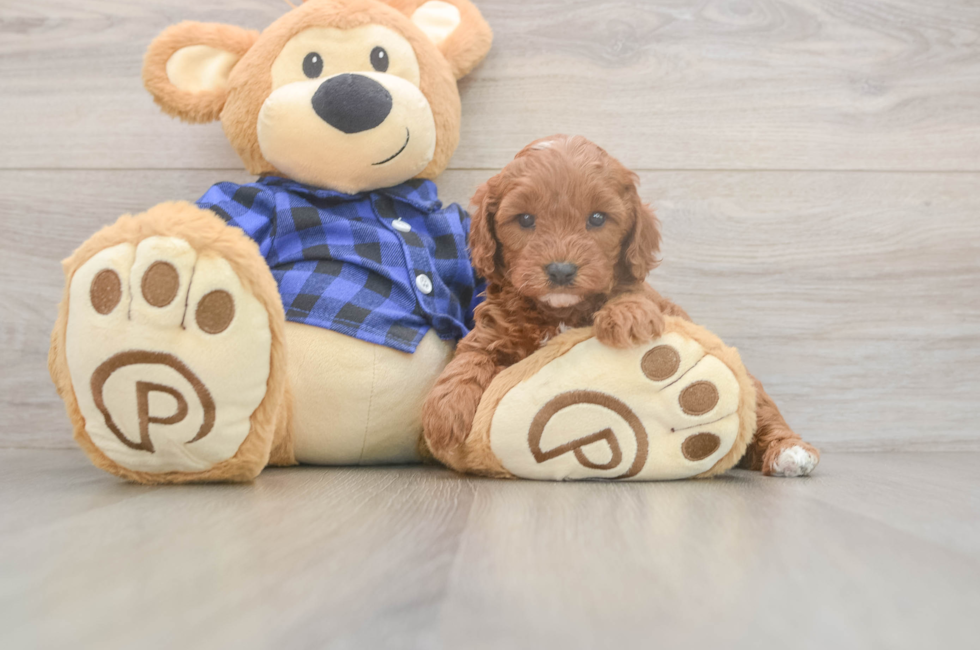 5 week old Cavapoo Puppy For Sale - Florida Fur Babies
