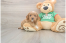 Petite Cavapoo Poodle Mix Pup