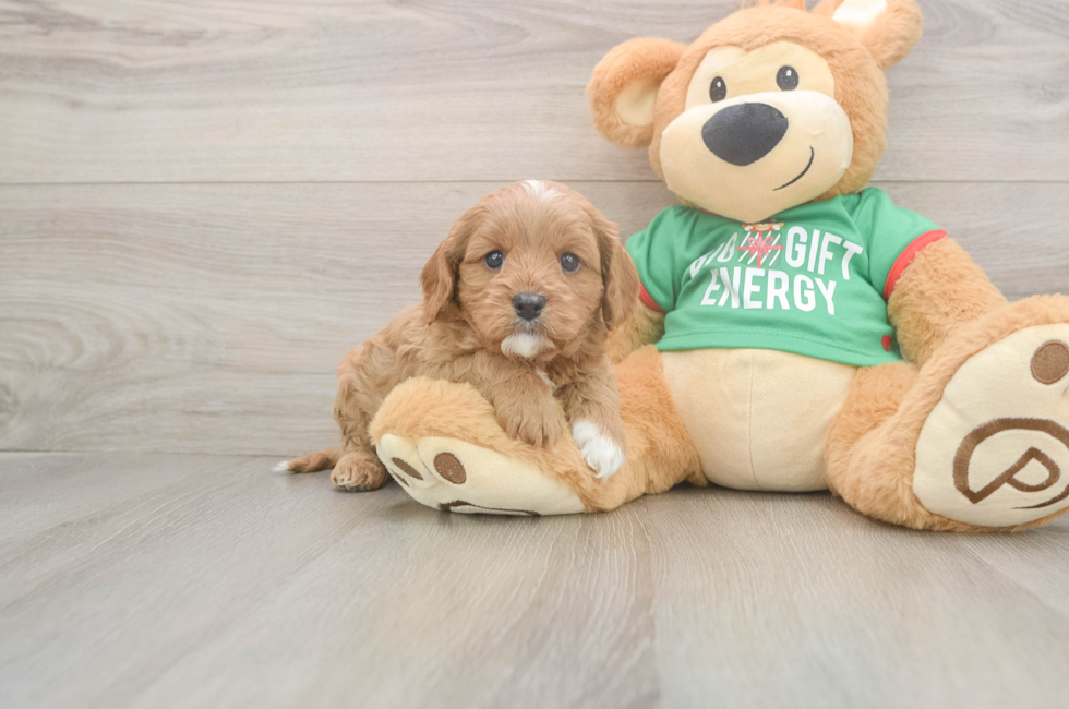 5 week old Cavapoo Puppy For Sale - Florida Fur Babies