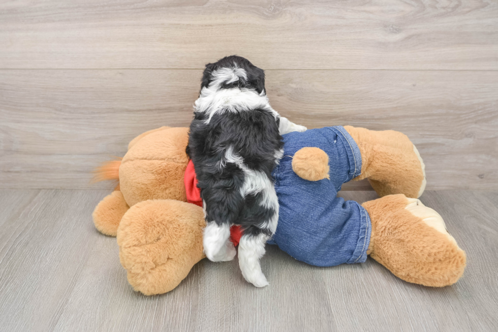 Cavapoo Puppy for Adoption