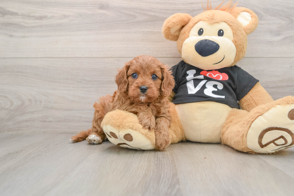 Funny Cavapoo Poodle Mix Pup