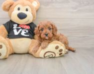 8 week old Cavapoo Puppy For Sale - Florida Fur Babies