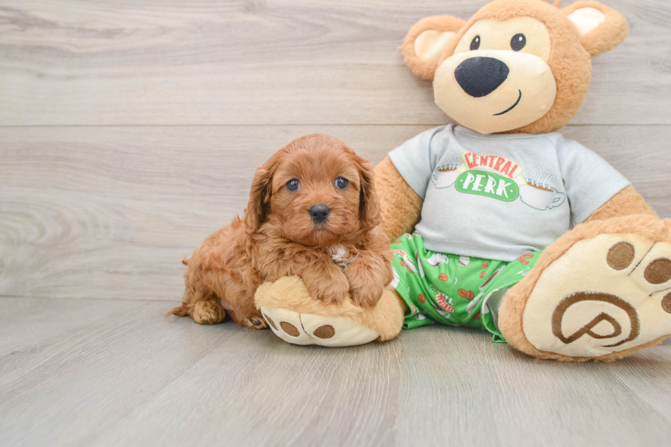 Hypoallergenic Cavadoodle Poodle Mix Puppy
