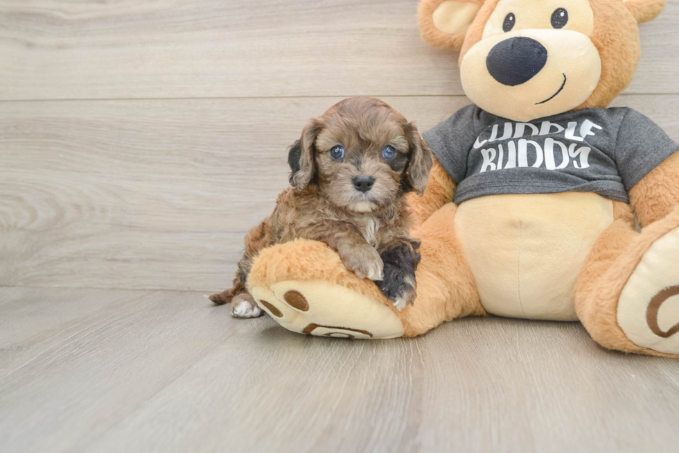 Smart Cavapoo Poodle Mix Pup