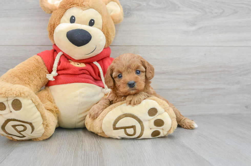 6 week old Cavapoo Puppy For Sale - Florida Fur Babies