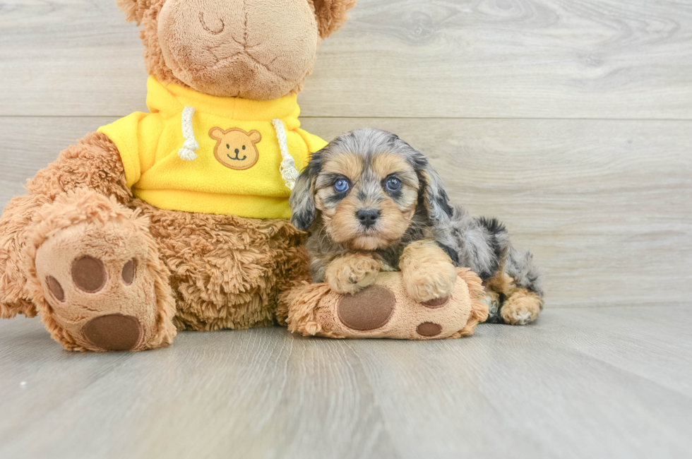 8 week old Cavapoo Puppy For Sale - Florida Fur Babies