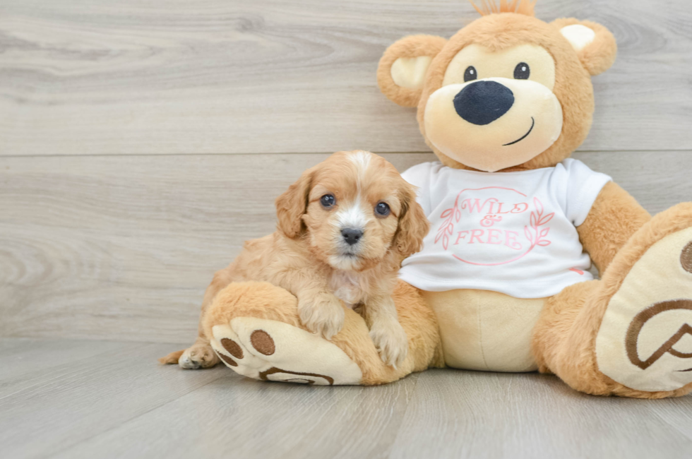 6 week old Cavapoo Puppy For Sale - Florida Fur Babies