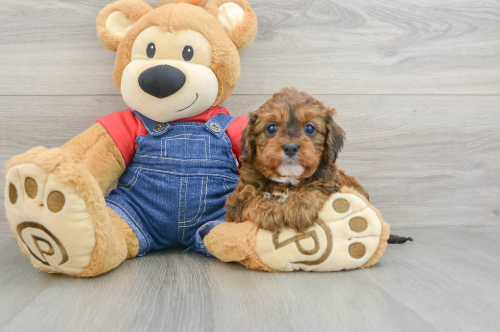 6 week old Cavapoo Puppy For Sale - Florida Fur Babies