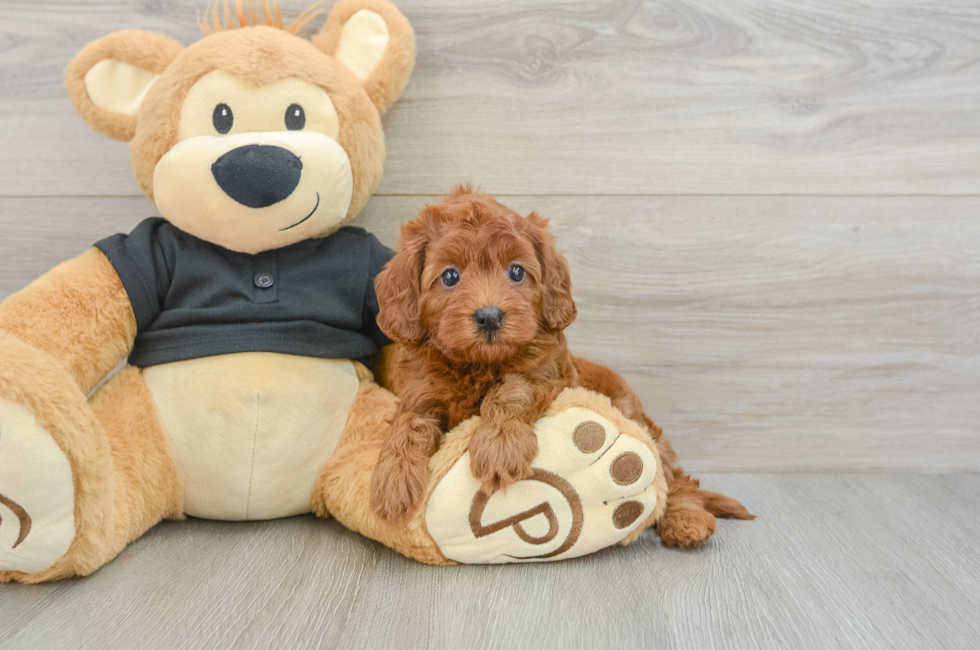 6 week old Cavapoo Puppy For Sale - Florida Fur Babies